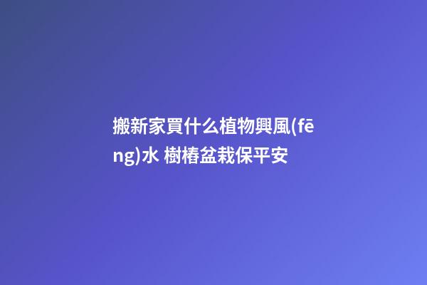 搬新家買什么植物興風(fēng)水 樹樁盆栽保平安